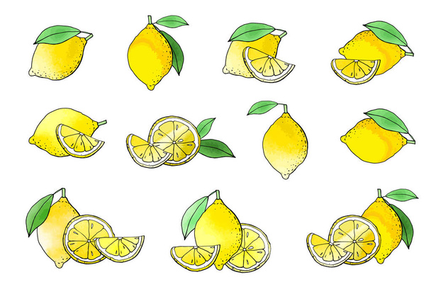 Vektorillustration von Zitronen, Kalkzeichnung - Vektor, Bild