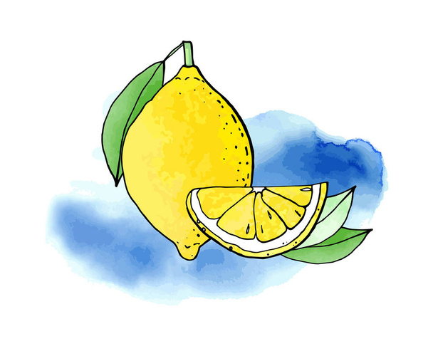 vector illustration of lemons, art drawing - Vector, Image