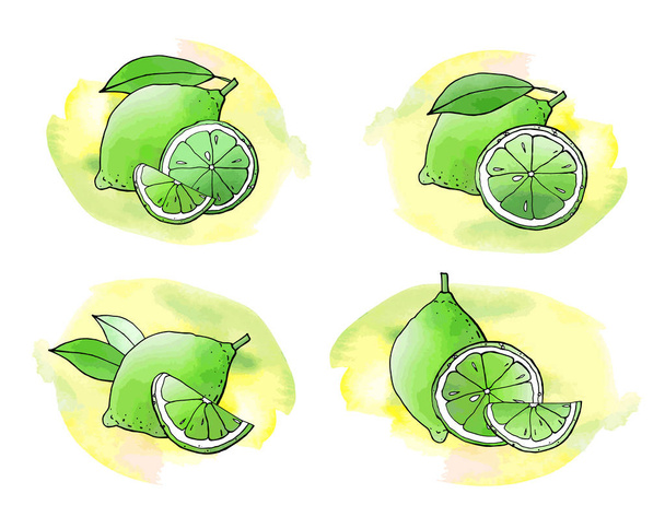 vector illustration of lemons, lime drawing - Vector, Image