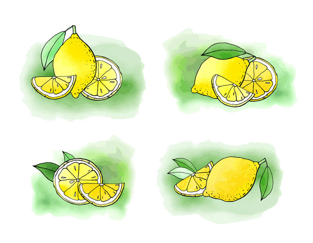 vektorová ilustrace citronů, vápencová kresba - Vektor, obrázek