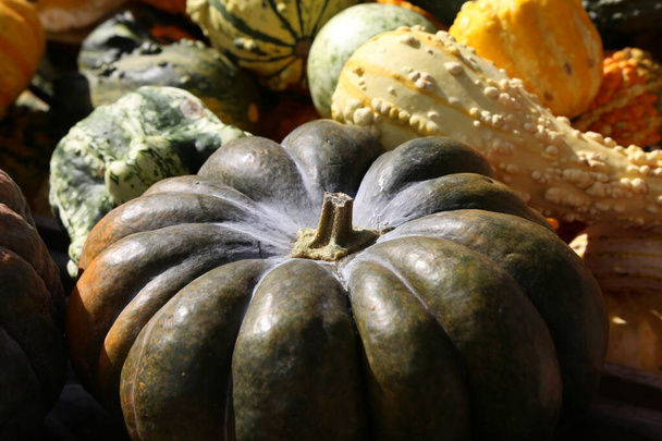 Friss, egészséges bio sütőtök a mezőgazdasági piacon ősszel - Fotó, kép