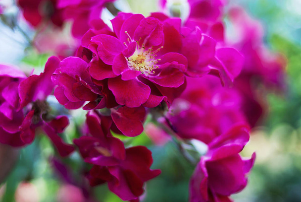 Red rose bushes close up - Fotografie, Obrázek