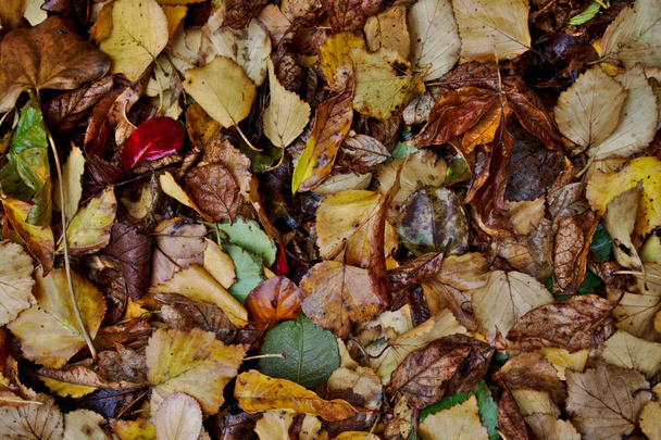 muitas folhas molhadas do outono no jardim
 - Foto, Imagem