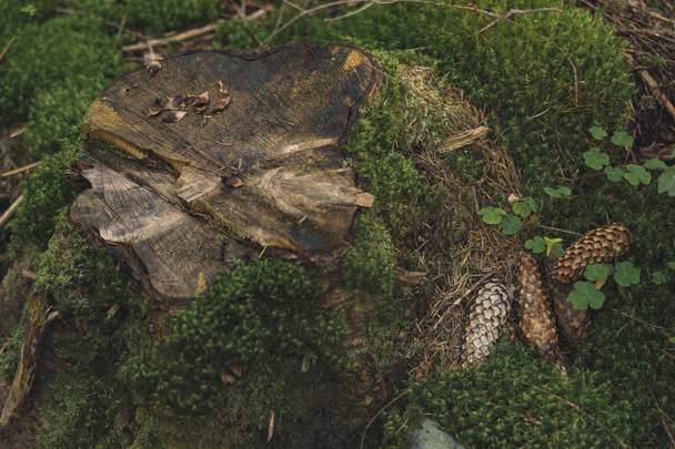 forest scenic landscape background of tree stump and pine cone on grass and moss ground cover  - Foto, Imagen