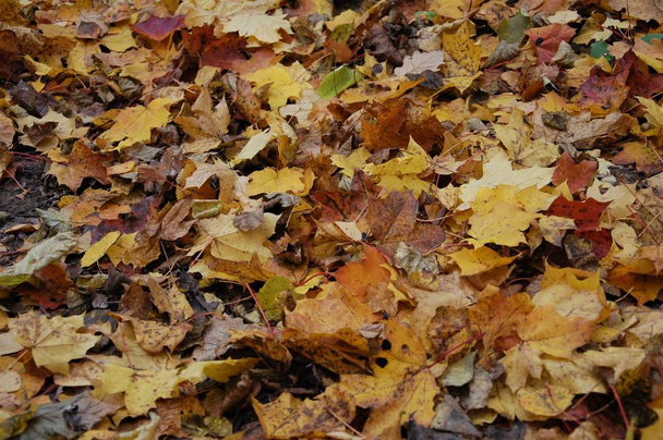 background with colorful fallen autumn leaves - Foto, imagen