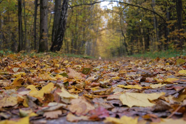 yellow fallen leaves in the autumn forest - Foto, imagen