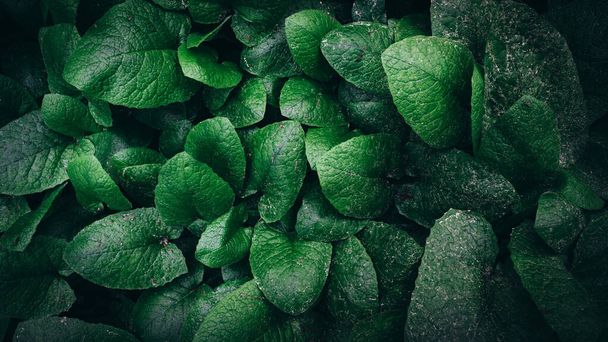 Green leaves pattern background, Natural background - Photo, Image