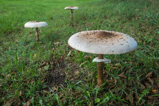 Parasol Mushroom (Macrolepiota Procera) in natural background - Photo, Image