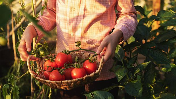 Садоводство и сельское хозяйство. Парниковые продукты. Производство растительной продукции. Выращивание помидоров в теплице. - Фото, изображение