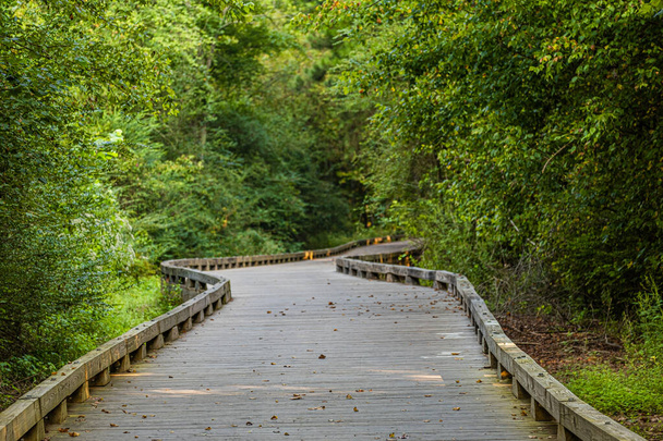 Kurvenreicher Holzweg durch grünen Wald - Foto, Bild