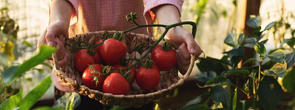 Gardening and agriculture concept. Greenhouse products. Production of plant products. Growing tomatoes in a greenhouse. - Fotoğraf, Görsel