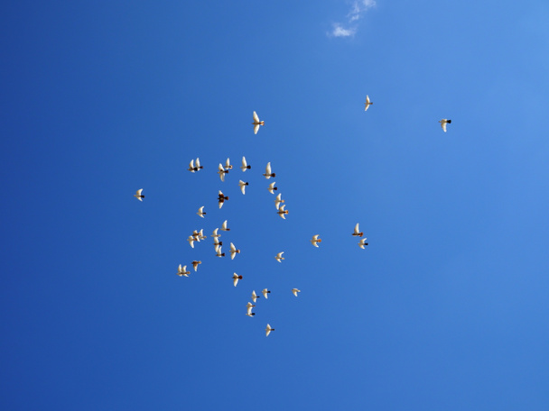 Valkoinen kyyhkysparvi lentää sinisellä taivaalla.
 - Valokuva, kuva