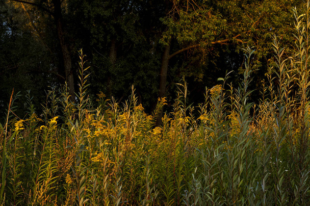 夕日の光の中で森の端に草原 - 写真・画像