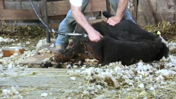 Action to mow a sheep with black wool. - Footage, Video