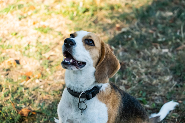 portrait of the beagle dog outdoors on the grass - Photo, Image