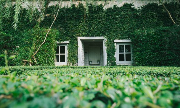 Pared de ladrillo y ventana cubierta con planta enredadera verde
 - Foto, imagen