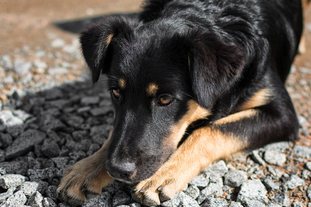 Opuštěný toulavý pes bez domova na ulici. Smutný, osamělý pes na místní silnici. - Fotografie, Obrázek