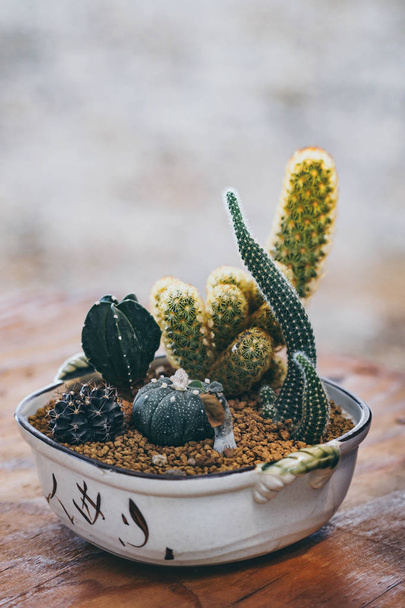 Decoration of various cactus plants in ceramic pot - Photo, Image