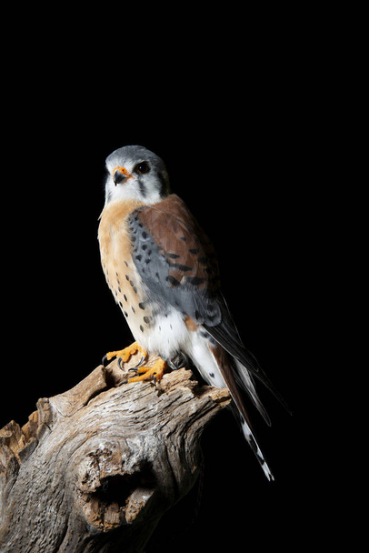 Superbe portrait d'American Kestrel Falconidae en studio setti
 - Photo, image