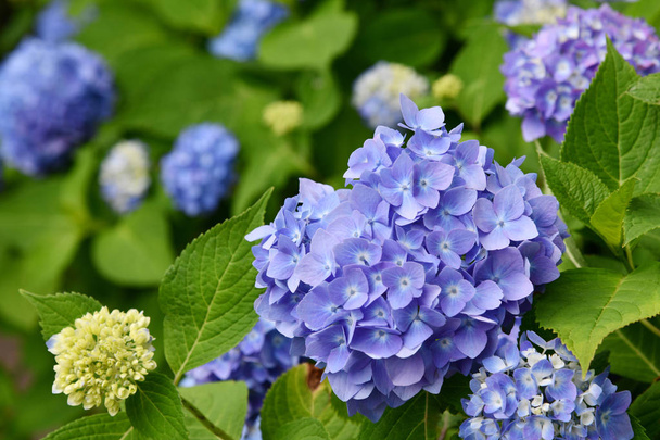 Летом на размытом фоне цветут голубые и фиолетовые цветки Hyhesgea или Hortensia (Hyhesgea macrophyesh). Природа
. - Фото, изображение