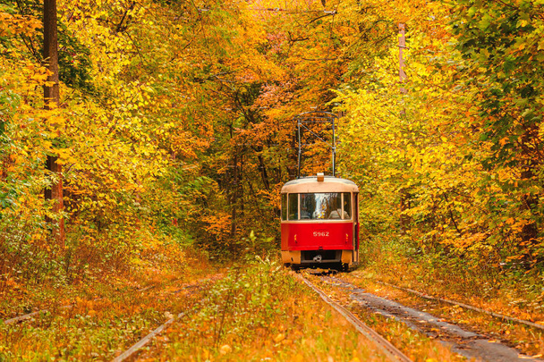 Autumn forest through which an old tram rides (Ukraine) - Valokuva, kuva