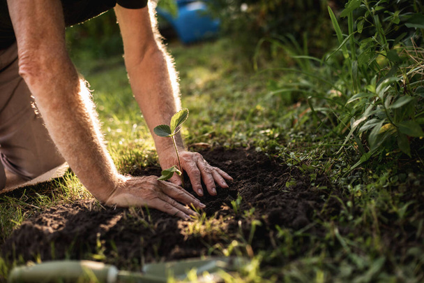 Hands of elderly horticulturist working in backyard - Foto, imagen