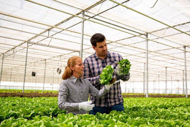 Dois pesquisadores estão estudando a evolução do crescimento de plantas de salada
 - Foto, Imagem