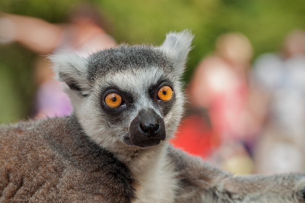 Lemur portret - Foto, afbeelding