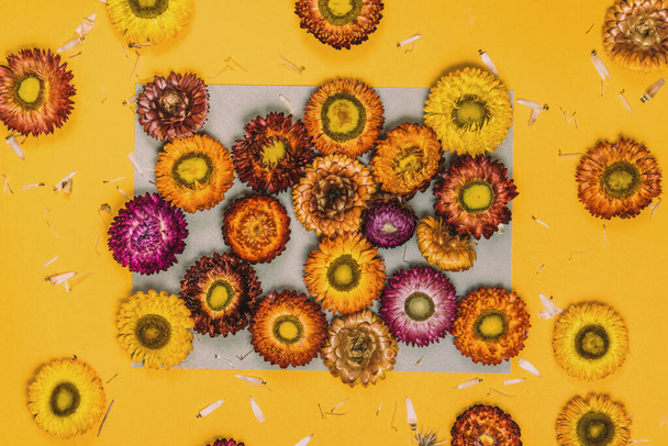 パステルイエローの背景のトップビューのコンセプトカラフルな花Helichrysum bracteatumコンセプトポストカード. - 写真・画像