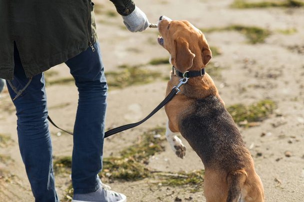 close up of man playing with beagle dog on beach - Φωτογραφία, εικόνα
