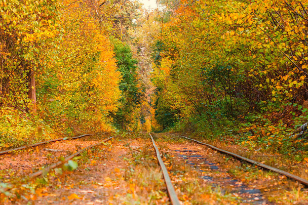 Bosque de otoño a través del cual pasea un viejo tranvía (Ucrania
) - Foto, imagen