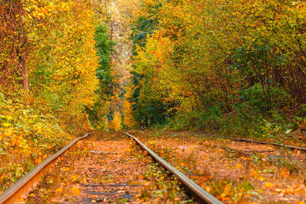 Autumn forest through which an old tram rides (Ukraine) - 写真・画像