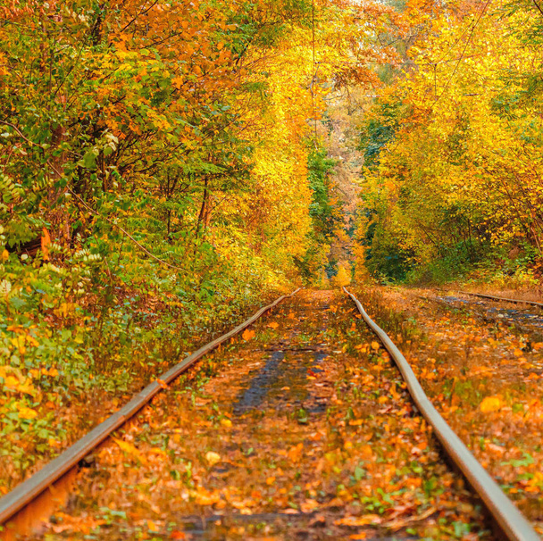 Jesienny las, przez który przejeżdża stary tramwaj (Ukraina) - Zdjęcie, obraz