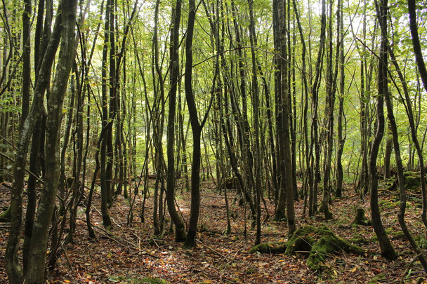 malé stromy v lese - Fotografie, Obrázek