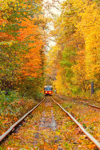 Autumn forest through which an old tram rides (Ukraine) - Foto, Bild