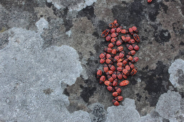 Группа огненных жуков, pyrrhocoris apterus, на стене
 - Фото, изображение