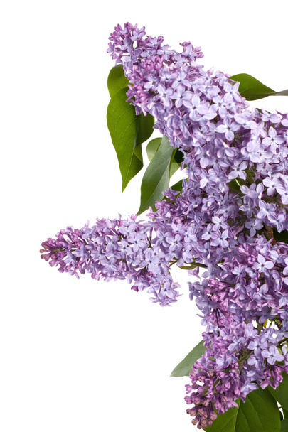 Buds of lilac - Photo, Image