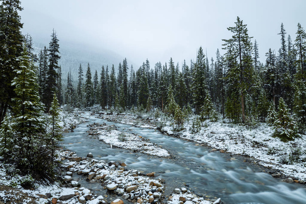 Χειμώνας στο Δάσος του Banff National Park στον Καναδά - Φωτογραφία, εικόνα