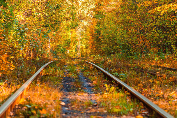 Bosque de otoño a través del cual pasea un viejo tranvía (Ucrania
) - Foto, Imagen