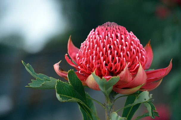 Κόκκινη και πορφυρή κεφαλή άνθους αυτόχθονης αυστραλιανής πρωτέας, η Waratah, Telopea speciosissima, οικογένεια Proteaceae. Floral έμβλημα της πολιτείας της Νέας Νότιας Ουαλίας, Αυστραλία. - Φωτογραφία, εικόνα