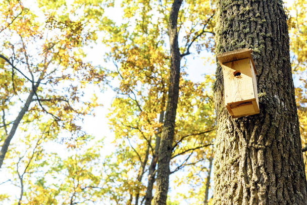 σπίτι πουλιών στο δάσος το φθινόπωρο - Φωτογραφία, εικόνα