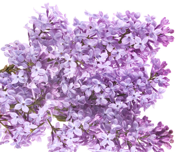 Flowers lilac - Photo, Image