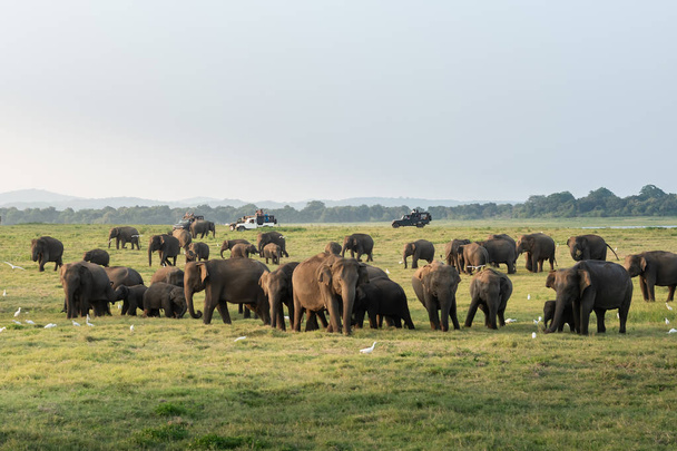 duża grupa słoni wypasających się na zielonej trawie w słoneczny dzień - Zdjęcie, obraz