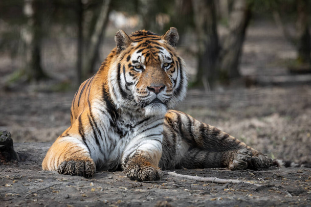 Szibériai tigris a dzsungelben - Fotó, kép