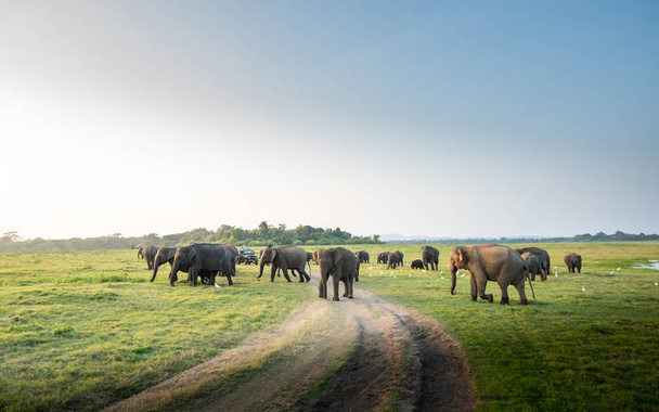 large group of elephants grazing on green grass on sunny day - Photo, Image