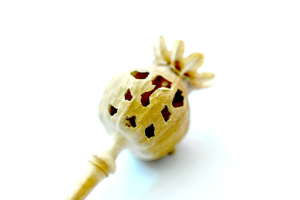 droge opiumpapaver - Foto, afbeelding