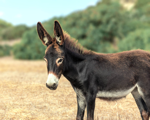 Een close-up portret van een kleine ezel grazend op het veld op een achtergrond van bergen. Het schattige nieuwsgierige dier kijkt in de camera. Noord-Cyprus reis. - Foto, afbeelding