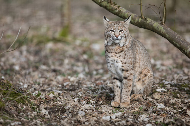Lynx in the forest - Fotografie, Obrázek