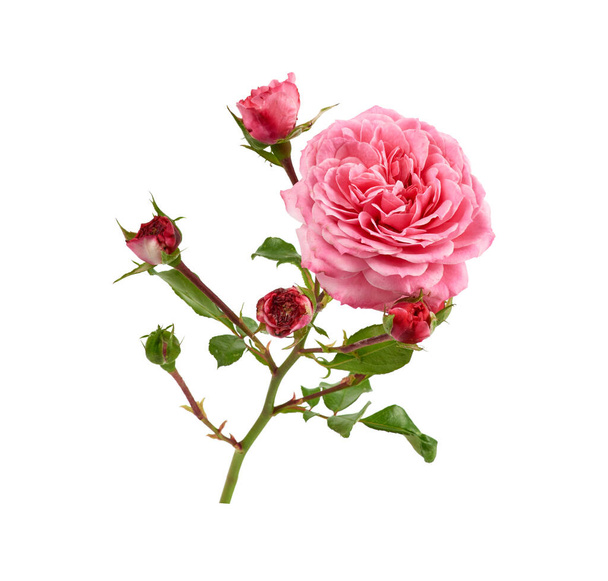branch with green leaves and pink blooming rose buds isolated on - Photo, Image