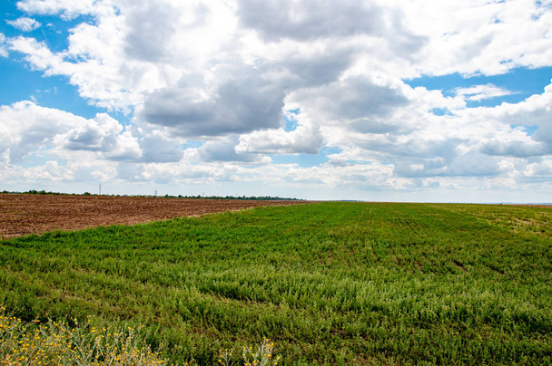 Field landscape at daytime, nature background. - Fotografie, Obrázek